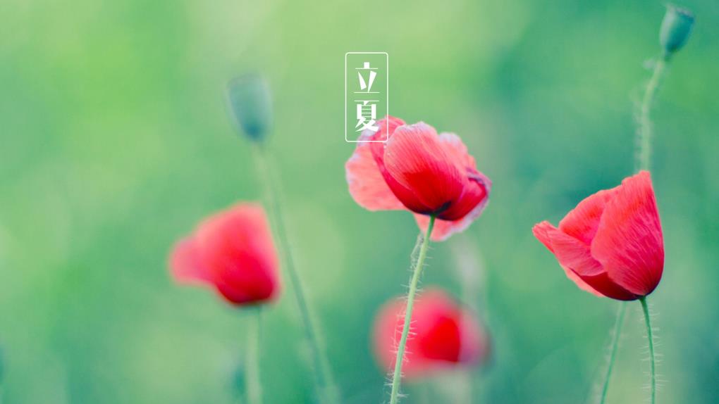 立夏桌面背景图片_红花