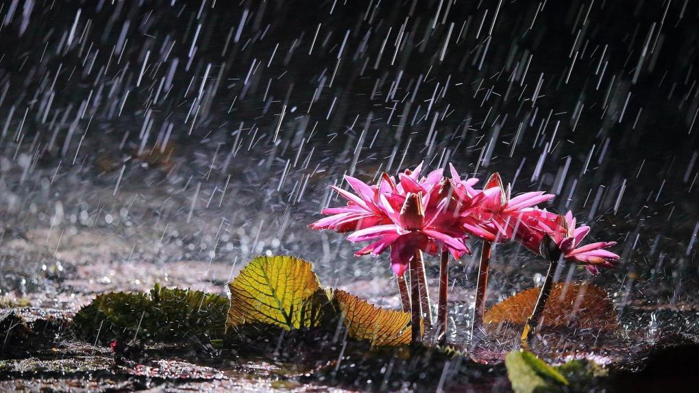 大雨中粉红荷花别样红