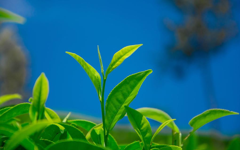 小清新茶叶01桌面壁纸