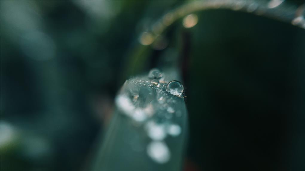纯净露水桌面壁纸