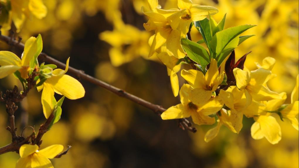迎春花桌面壁纸