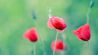 立夏桌面背景图片_红花