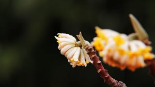 凝香花语桌面壁纸 