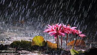 大雨中粉红荷花别样红