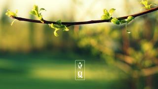 立夏桌面壁纸_树枝