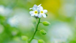 小白花特写背景