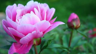 牡丹花桌面壁纸_牡丹花端庄富贵