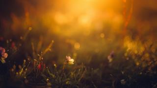 傍晚夕阳西下小花背景桌面