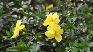 迎春花桌面壁纸