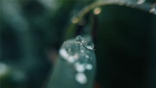 纯净露水桌面壁纸