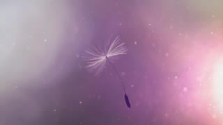 小清新童话蒲公英桌面壁纸