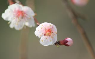 粉红色杏花桌面壁纸